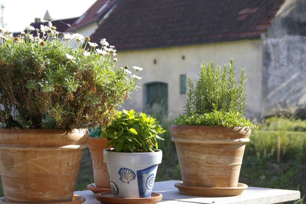 Ferienwohnung Sachsenberg Keine Monteure Hadersdorf am Kamp 외부 사진